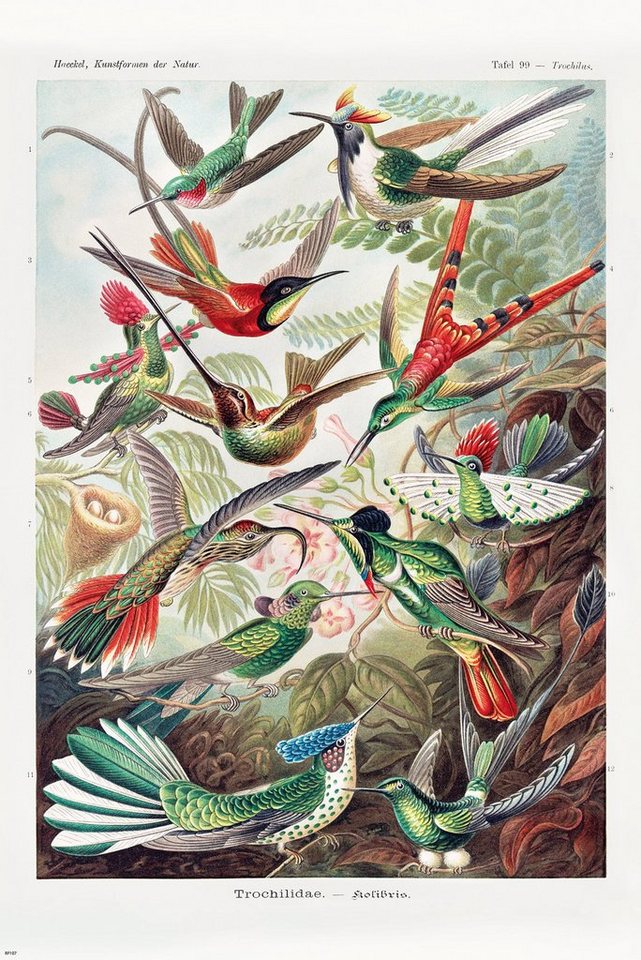 Close Up Poster Kolibris Poster Ernst Haeckel Kunstformen der Natur,Tafel 99 von Close Up