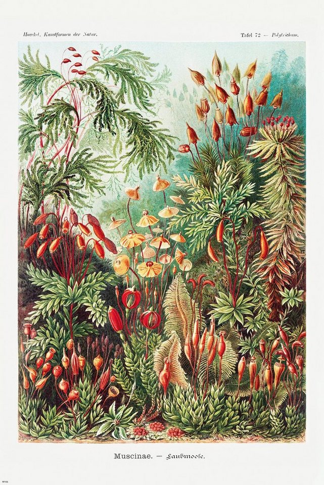 Close Up Poster Laubmoose Poster Ernst Haeckel Kunstformen der Natur,Tafel von Close Up