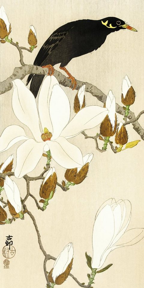 Close Up Poster »Myna On Magnolia Branch Kunstdruck Ohara Koson 20 x 40 cm« von Close Up