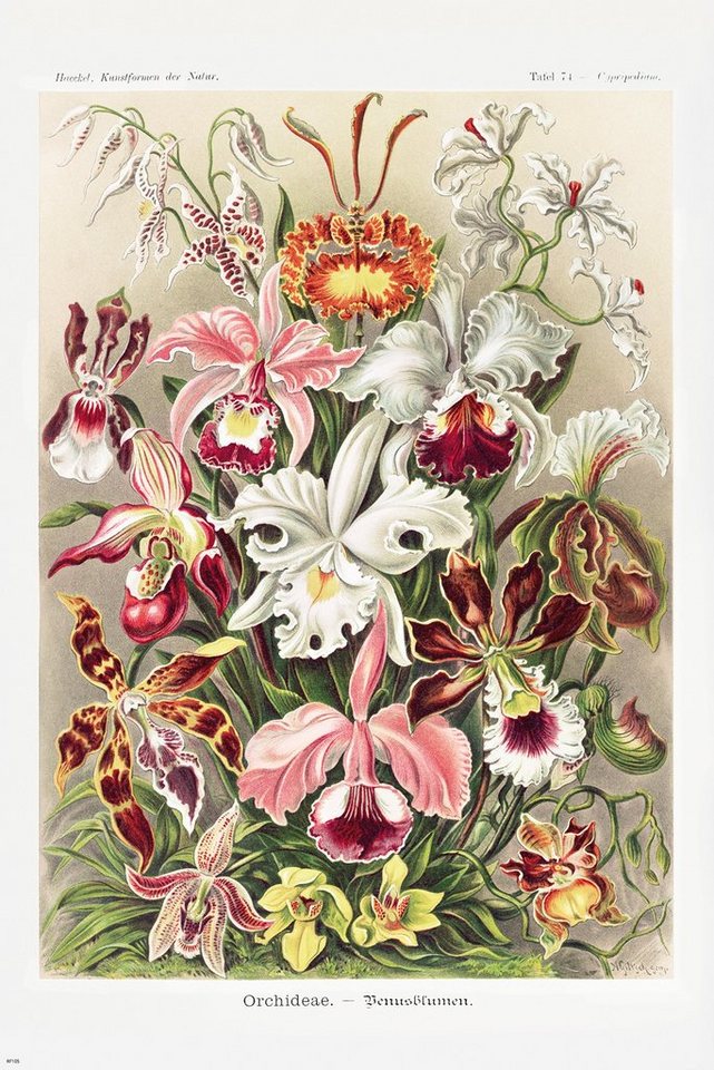 Close Up Poster Orchideen Poster Ernst Haeckel Kunstformen der Natur,Tafel von Close Up