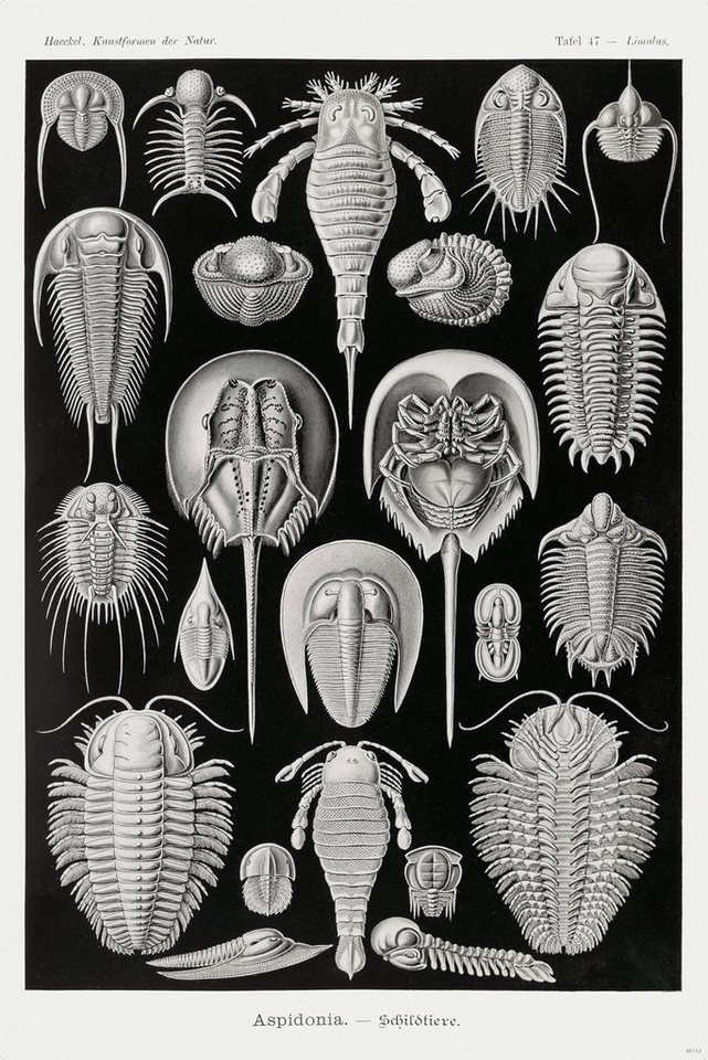 Close Up Poster Schildtiere Poster E. Haeckel Kunstformen der Natur Tafel 47 von Close Up