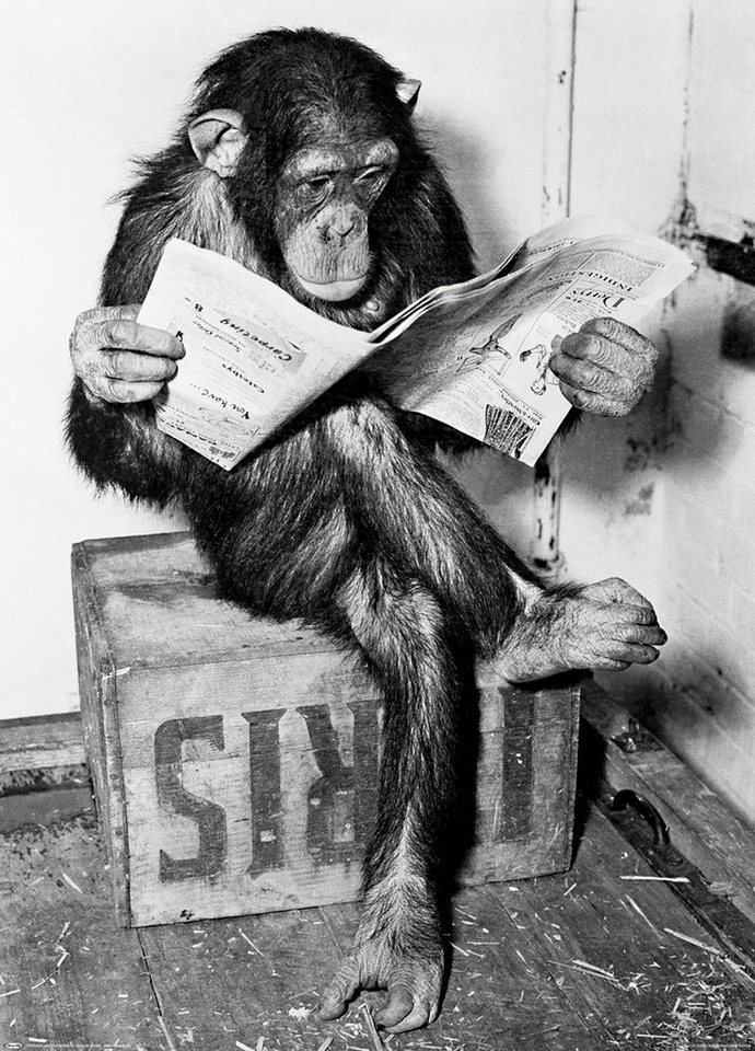 Close Up Poster Schimpanse liest Zeitung Chimpanzee reading newspaper 36 x von Close Up