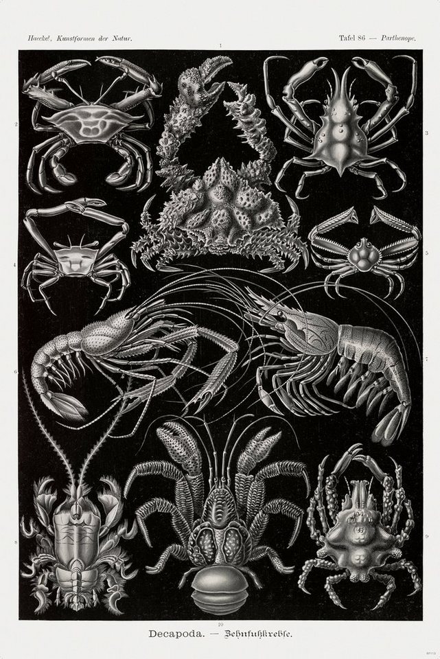 Close Up Poster Zehnfußkrebse Poster Haeckel Kunstformen der Natur Tafel 86 von Close Up