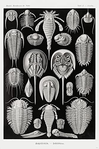 Close Up Schildtiere Poster Plakat E. Haeckel Tafel 47 Kunstformen der Natur 61,0 x 91,5 cm von Close Up