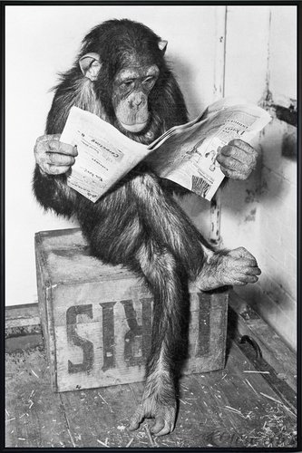 Close Up Schimpanse liest Zeitung Chimpanzee Reading Newspaper (93x62 cm) gerahmt in: Rahmen schwarz von Close Up