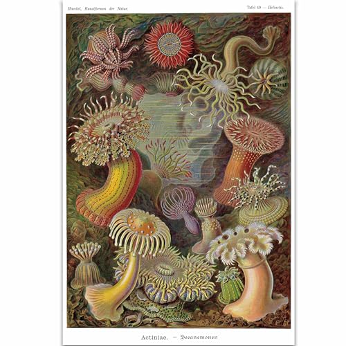 Close Up Seeanemonen Poster E. Haeckel Kunstformen der Natur,Tafel 49 (61cm x 91,5cm) von Close Up