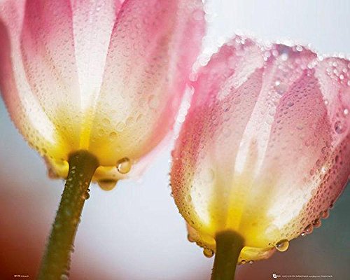 Close Up Tulpen mit Tau Poster (50cm x 40cm) + weiÃŸe Geschenkverpackung. Verschenkfertig! von Close Up