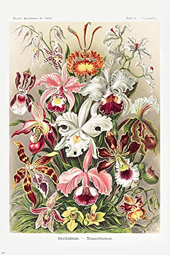 Close Up Venusblumen (Orchideae) Poster Ernst Haeckel - Kunstformen der Natur - Tafel 74 (61cm x 91,5cm) von Close Up