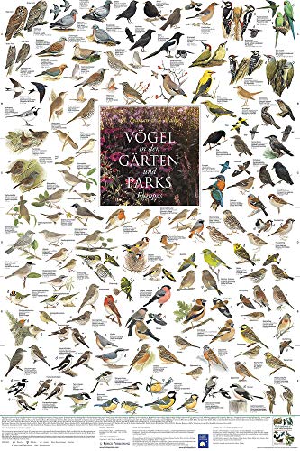 Close Up Vögel aus den Gärten und Parks Europas Poster laminiert (60cm x 90cm) + weiÃŸe Geschenkverpackung. Verschenkfertig! von Close Up