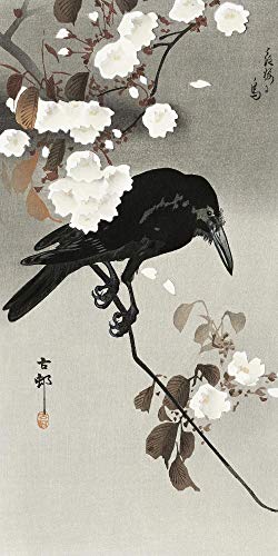 Crow and Cherry Blossom Kunstdruck Ohara Koson (20cm x 40cm) + Ãœ-Poster von Close Up