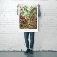 Laubmoose | Muscinae Poster Ernst Haeckel - Kunstformen Der Natur Tafel 72 | 61cm X 91, 5cm Laubmoose | Muscinae Poster Ernst Haeckel - Kunstformen Der Natur Tafel 72 | 61cm X 91, 5cm von CloseUpShop