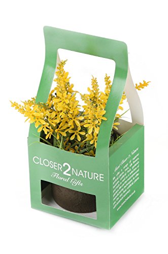 Closer 2 Nature Artificial Flower, Künstliche Mini Glockenblumen Pflanze in Geschenk Box, 18 cm, gelb von Closer2Nature