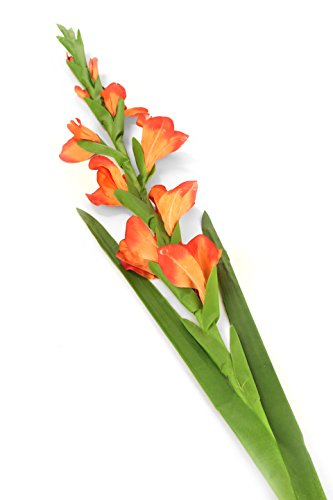 Closer 2 Nature künstliche Blumen Floral Elegance, Gladiole, 118 cm, orange von Closer 2 Nature