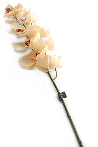 Closer 2 Nature künstliche Blumen Floral Elegance, Phalaenopsis Orchidee Creme, 109 cm, weiß von Closer 2 Nature