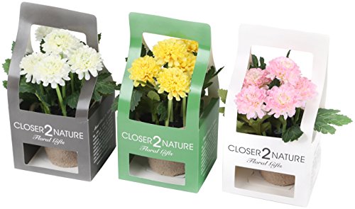 Closer2Nature Künstliche Chrysanthemen-Pflanzen, gemischt, 18 cm, mit Geschenkbox von Closer2Nature