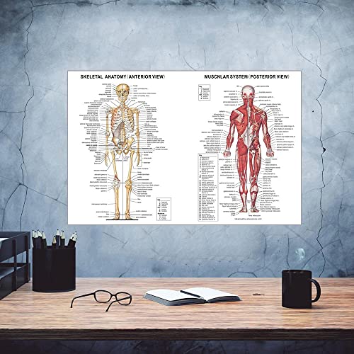 CloudShang Skelett Muskelsystem Anatomisches Poster Muskel Anatomie Diagramm Anatomisches Diagramm Menschlicher Körper Pädagogische Menschliche Anatomie Poster Arzt Geschenk Klinik Dekor J25175 von CloudShang