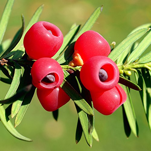 coalesceaihe 10 Stücke Taxus Baccata Samen Englisch Eibe Baum Rote Frucht Bonsai Hausgarten Decor English Yew Tree Seeds von Coalesceaihe