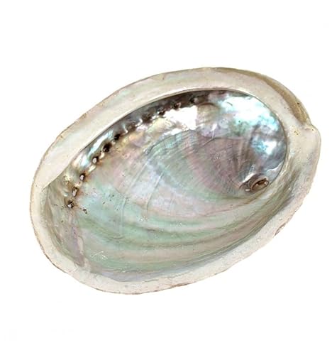Coco Papaya Abalone-Muschel, natürlich, 10 – 12 cm Coco Papaya Abalone-Muschel, natürlich, 10 – 12 cm von Coco Papaya