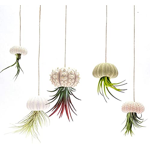 Cocoarm 5er-Pack Mini-Luftpflanzenhalter mit Seeigelschale, Dekorativer Hängender Luftpflanzentopf, Niedlicher Tillandsia-Sukkulenten-Präsentationsbehälter (4-teiliges Set) von Cocoarm