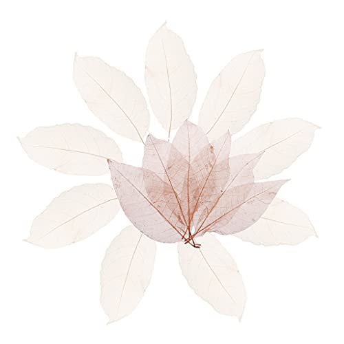 Colcolo 100 Natürliche Magnolienader Skelettblätter für Colcolo 100 Natürliche Magnolienader Skelettblätter für von Colcolo