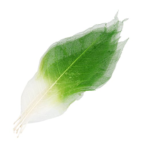 Colcolo 50 Stück Magnolien Skelettblätter Skelettblätter Anordnung Der Trocknenden Blätter - Grün + Weiß Colcolo 50 Stück Magnolien Skelettblätter Skelettblätter Anordnung Der Trocknenden Blätter - Grün + Weiß von Colcolo
