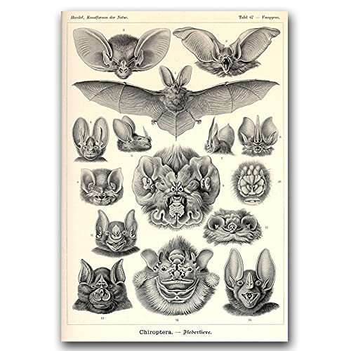 Vintage Posteria Poster Anschlag Bild Bilder Wandbilder Schlafzimmer Deko Ohne Rahmen WandKunst Posters Moderne Zimmer Wand Kunst Vintage 40x60 cm - Ernst Haeckel-Fledermäuse von Coloray