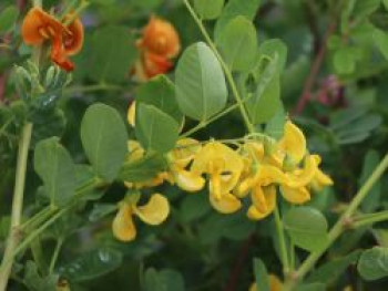Blasenstrauch, 60-100 cm, Colutea arborescens, Containerware von Colutea arborescens