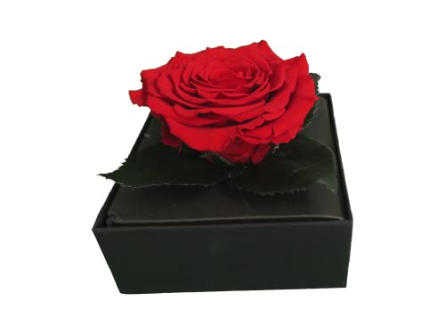 Comarco Sa Echt stabilisierte rote Rose Geschenkbox 11x11x10 cm von Pandecor