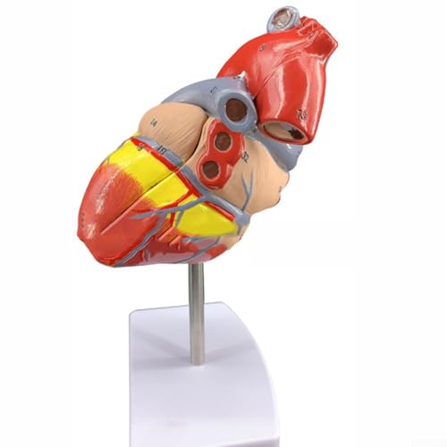 Herzmodell für Kardiologie Bildung und Forschung mit abnehmbaren Abschnitten mit detaillierter Herzanatomie einschließlich Atrioventrikulärklappen und Lungenstrukturen Herzmodell für Kardiologie Bildung und Forschung mit abnehmbaren Abschnitten mit detaillierter Herzanatomie einschließlich Atrioventrikulärklappen und Lungenstrukturen von ComfyHarbor