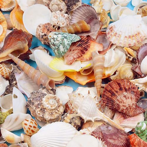 Comioke Natur Muscheln,200gStrandmuscheln, Bastelmuscheln, Deko Muscheln, Bastel und Heimdekomischungen, Dekoration Partys, Hochzeiten Große Größe Comioke Natur Muscheln,200gStrandmuscheln, Bastelmuscheln, Deko Muscheln, Bastel und Heimdekomischungen, Dekoration Partys, Hochzeiten Große Größe von Comioke