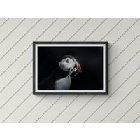 Papageientaucher Portrait, Saltee Islands, Wexford, Irland, Irisch, Wildtier-Fotografie, Giclée-Druck, Wandkunst Papageientaucher Portrait, Saltee Islands, Wexford, Irland, Irisch, Wildtier-Fotografie, Giclée-Druck, Wandkunst von CompositionsByCiaran
