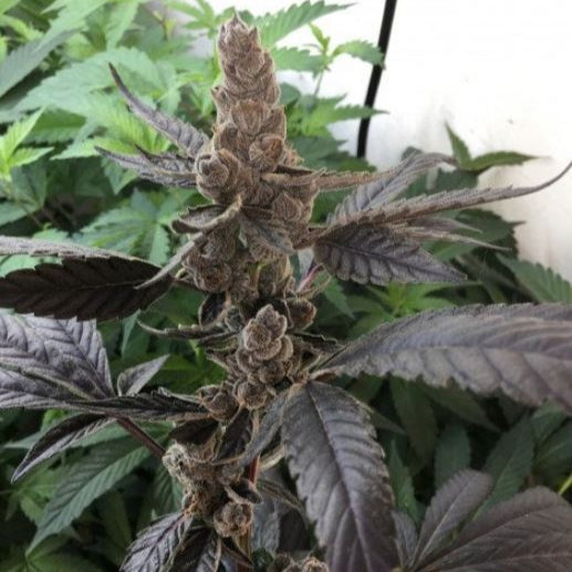 Apples & Bananas von Compound Genetics