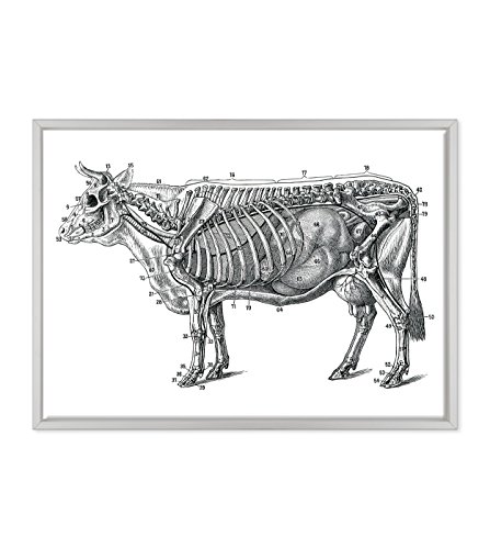 ConKrea Bild auf Leinwand, gerahmt, fertig zum Aufhängen, Anatomie Kuh / Kalb - für Tierärzte von ConKrea