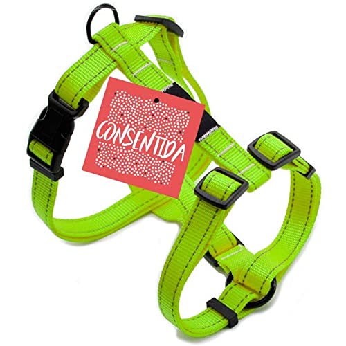 Consentida cn205645 Fluor Hosenträgergurt T-1, 20 – 40 x 1 cm, S, grün von Consentida