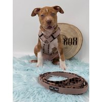 Softshell-Hundegeschirr/Y-Geschirr/ Führgeschirr Gepolstert Individuell Zusammenstellbar Soft Auch Als Set Mit Leine U.o. Halsband Softshell-Hundegeschirr/Y-Geschirr/ Führgeschirr Gepolstert Individuell Zusammenstellbar Soft Auch Als Set Mit Leine U.o. Halsband von CooRox