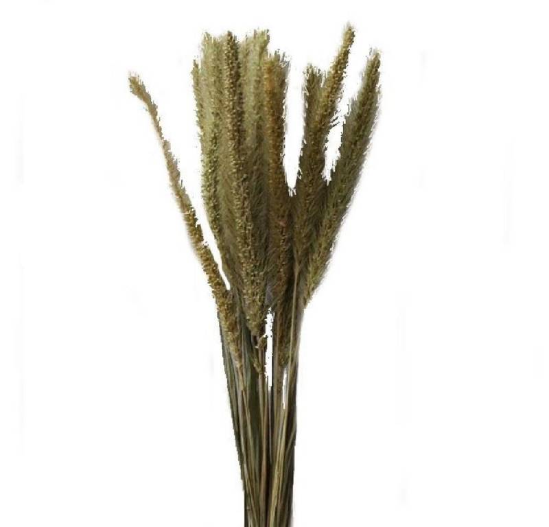 Cooee Design Dekoobjekt getrocknetes Setaria Gras Natur (10-Stiele) von Cooee Design