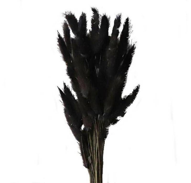 Künstliche Zimmerpflanze getrocknete Gras Lagurus Gras Schwarz (30-40 Stiele), Cooee Design von Cooee Design