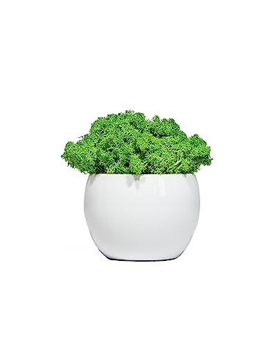 Cool Factory Blumentopf mit Immergrünem Rentierflechtenmoos - Eleganter, Pflegefreier Grünakzent für Ihr Zuhause Cool Factory Blumentopf mit Immergrünem Rentierflechtenmoos - Eleganter, Pflegefreier Grünakzent für Ihr Zuhause von Cool Factory