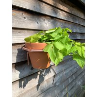 Großer Wand-Blumentopfhalter, Großer Blumentopfhänger, Handgemachter Kupfer-Pflanzenhalter, Kupfer-Pflanzenhänger, Wandmontage Für Innen - Oder von CopperConstructions