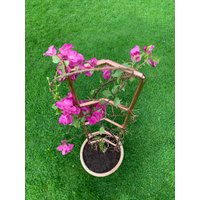 Handgefertigtes Rankgitter Aus Kupfer Freistehende Rankhilfe Handgefertigtes Rankgitter Aus Kupfer Freistehende Rankhilfe von CopperConstructions