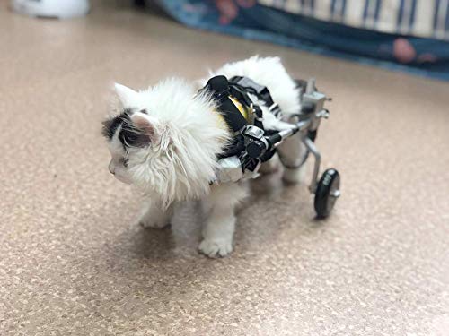 Cora Pet Fahrradanhänger Rollstuhl Hunderollstuhl für Kleiner Hund Katze Kaninchen Hinterbein/Hintere Füße, Hunderollwagen Gehhilfe Hundegehilfe, Wagen für Haustier von Cora Pet