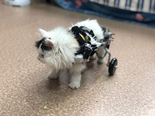 Cora Pet Rollstuhl Rollwagen für klein Hunde Katze Hase, Hinterbein/Hintere Füße, Hunderollstuhl Gehhilfe Hundegehilfe Hunderollwagen, Dog Wheelchair für Haustier Gewicht innerhalb von 11 Pfund von Cora Pet