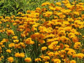 Großblumiges Mädchenauge 'Early Sunrise', Coreopsis grandiflora 'Early Sunrise', Containerware von Coreopsis grandiflora 'Early Sunrise'