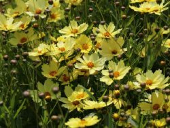 Mädchenauge 'Full Moon', Coreopsis grandiflora 'Full Moon', Topfware von Coreopsis grandiflora 'Full Moon'