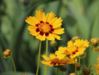 Großblumiges Mädchenauge 'Heliot', Coreopsis grandiflora 'Heliot', Topfware von Coreopsis grandiflora 'Heliot'