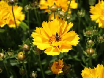 Großblumiges Mädchenauge 'Presto' ®, Coreopsis grandiflora 'Presto' ®, Topfware von Coreopsis grandiflora 'Presto' ®