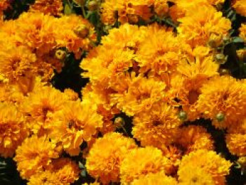 Großblumiges Mädchenauge 'Solanna Golden Sphere', Coreopsis grandiflora 'Solanna Golden Sphere', Topfware von Coreopsis grandiflora 'Solanna Golden Sphere'