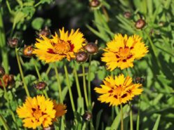 Großblumiges Mädchenauge 'Sunfire', Coreopsis grandiflora 'Sunfire', Topfware von Coreopsis grandiflora 'Sunfire'