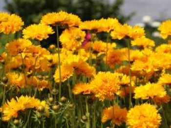 Großblumiges Mädchenauge 'Sunray' ®, Coreopsis grandiflora 'Sunray' ®, Topfware von Coreopsis grandiflora 'Sunray' ®