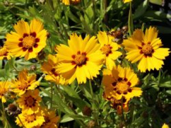 Kleines Mädchenauge 'Baby Gold', Coreopsis lanceolata 'Baby Gold', Topfware von Coreopsis lanceolata 'Baby Gold'